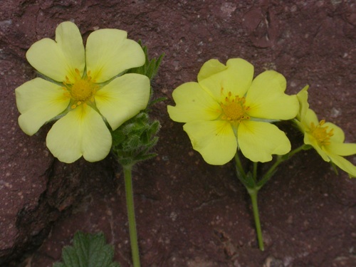 Potentilla recta + pedata - flrs.jpg