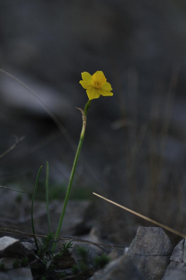 narcissus assoanus.jpg