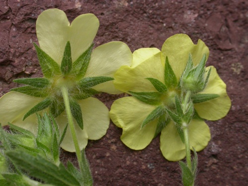 Potentilla recta + pedata 2.jpg