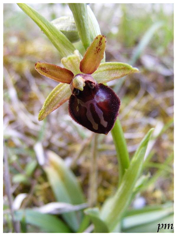 Ophrys passionis-redim800.jpg