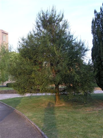 Calluire mur-27.JPG