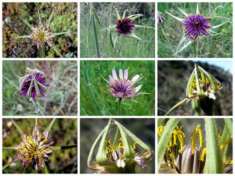 Fleurs sauvages avril Tragopodon.jpg