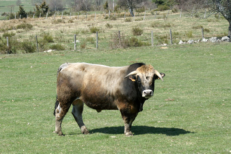Taureau_Aubrac.jpg