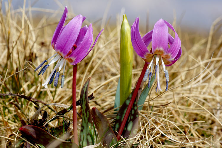 Erythronium_dens-canis.jpg