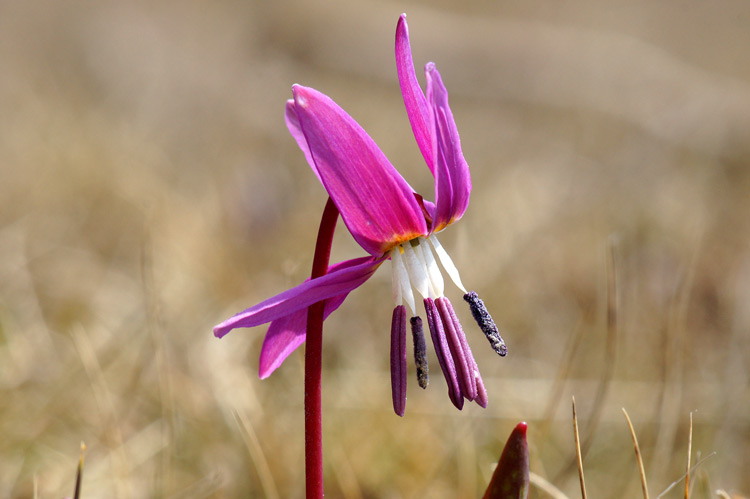 Erythronium_dens-canis (1).jpg