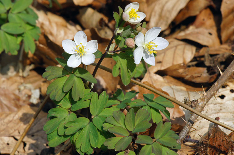 Isopyrum_thalictroïdes.jpg