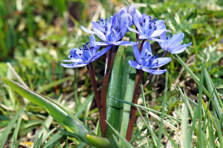 Scillia-bifolia.jpg
