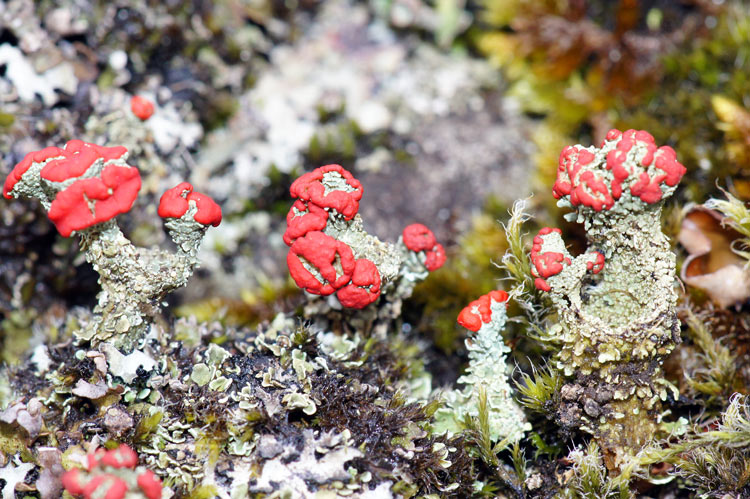 Lichens-Cladonia-sp.jpg