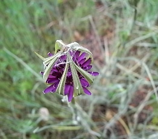 RIMG0158.JPG