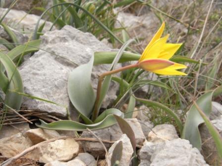 Tulipa sylvestris subsp. australis 01.jpg