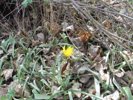 Tulipa sylvestris subsp. sylvestris 02.JPG