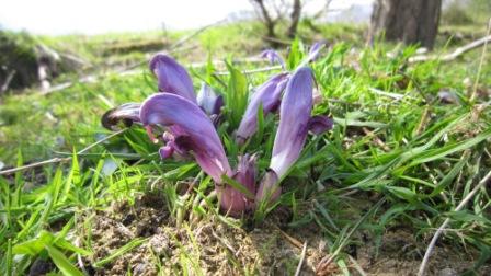 Lathraea clandestina L. 01.jpg