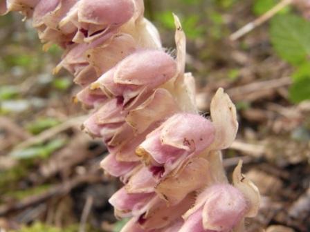 Lathraea squamaria L. 02.jpg