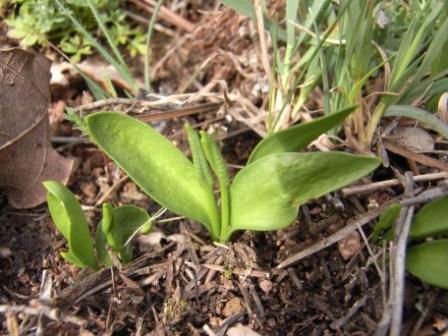 Ophioglossum azoricum 01.jpg