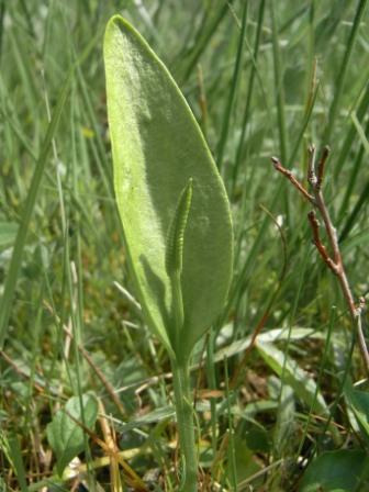 Ophioglossum vulgatum L. 01.jpg