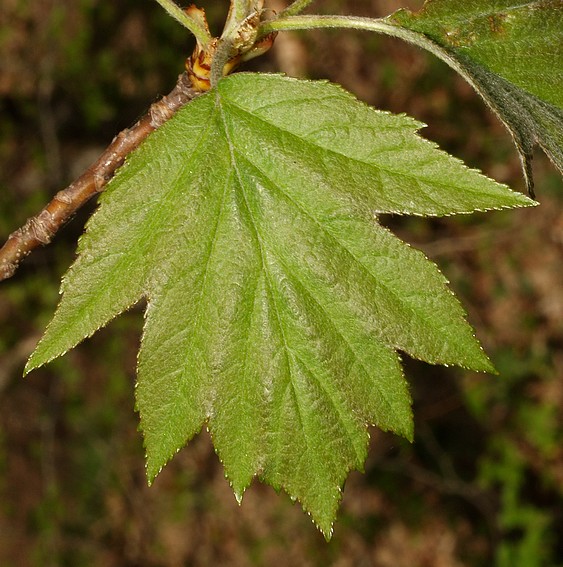 2010_04250009.JPG