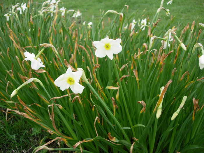 narcisse sp03.jpg