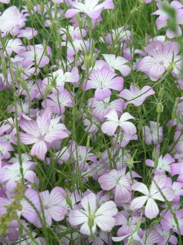 Agrostemma githago-14.JPG
