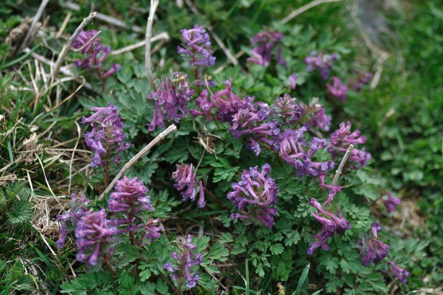 corydalis solida.jpg