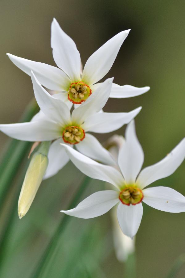 narcissus poeticus.jpg