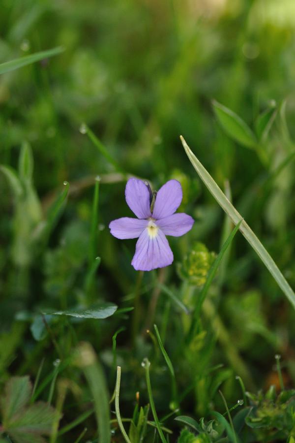 viola cornuta.jpg