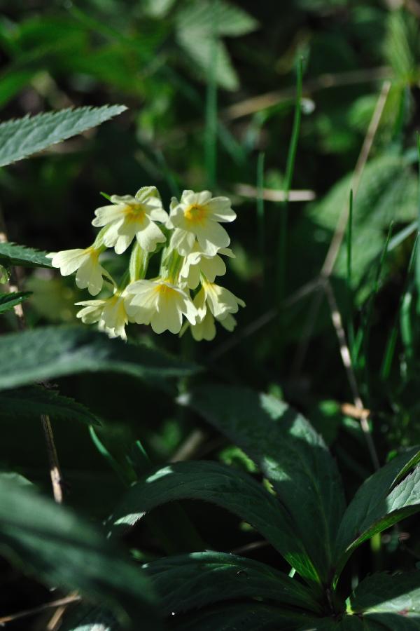 primula eliator.jpg