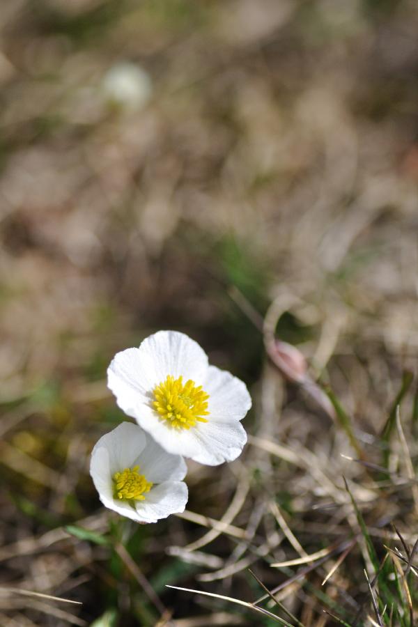ranunculus pyrenaeus.jpg
