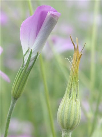 Agrostemma githago-15.JPG
