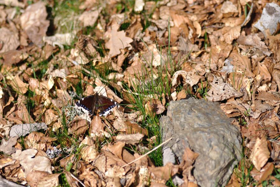 papillon.jpg