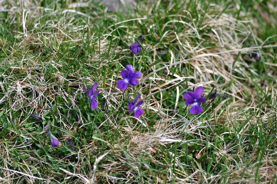 viola bubanii.jpg