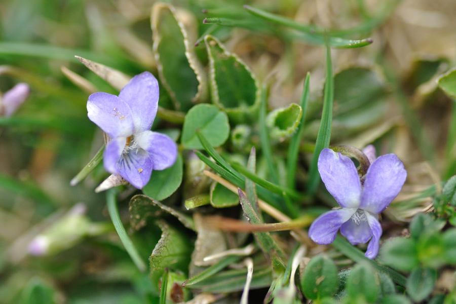 viola sp.jpg