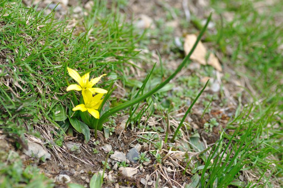 gagea fragifera.jpg
