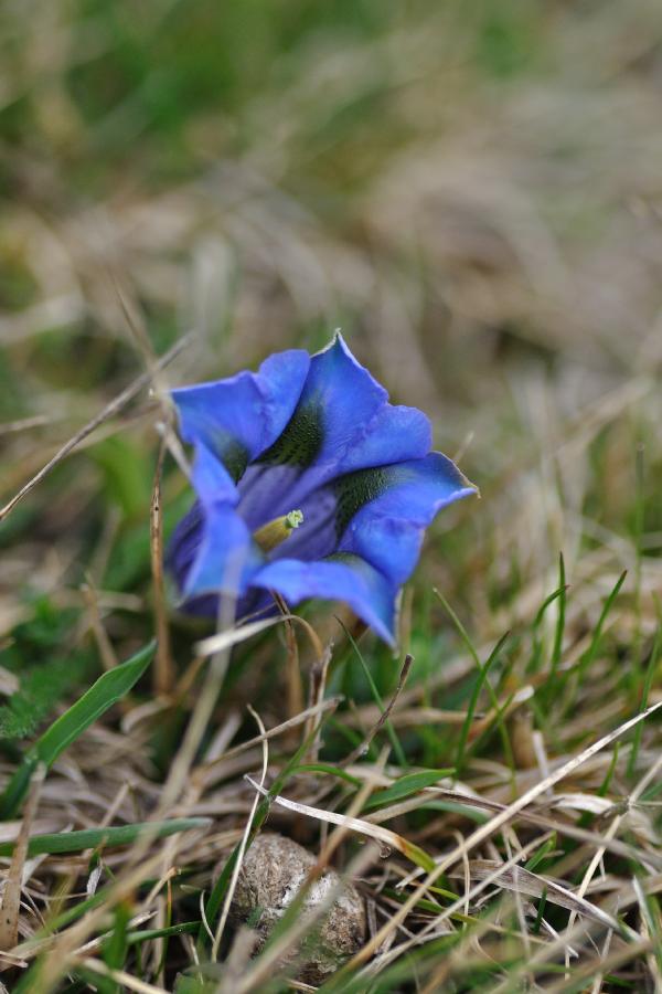 gentiana acaulis.jpg