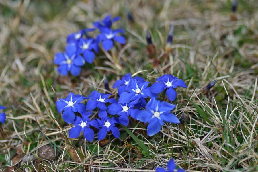 gentiana verna.jpg