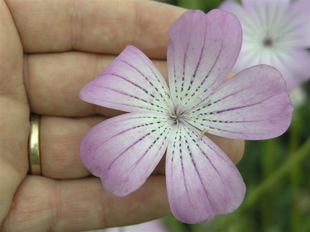 Agrostemma githago-16.JPG