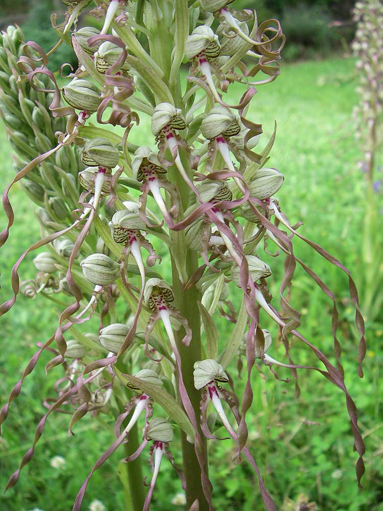 plante-curieuse.jpg