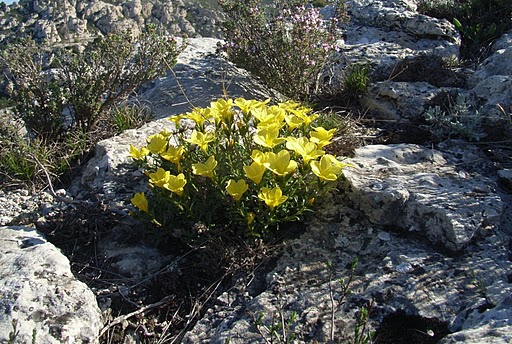 'étoile Baou roux 185.jpg