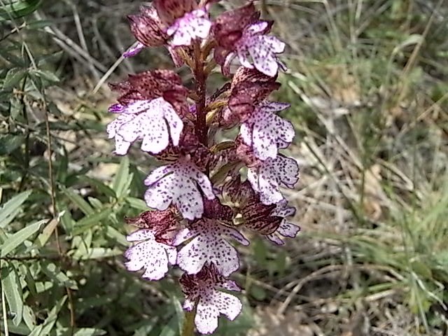 Avril 2010 061.jpg