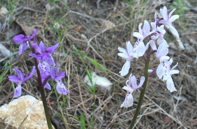 Orchis provincialis-04.JPG