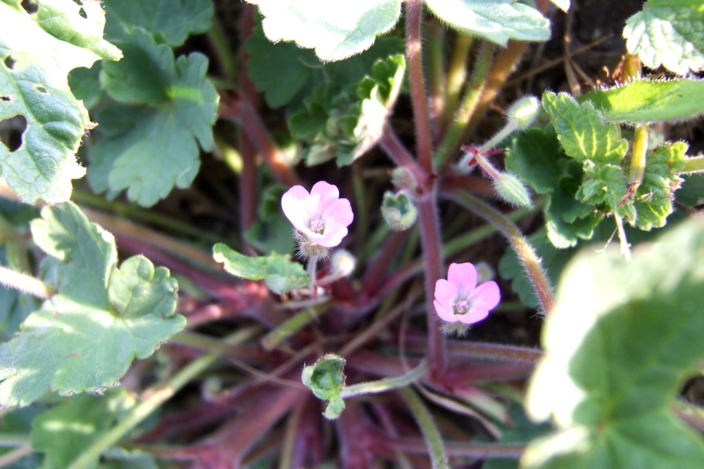 DSCF1593.JPG