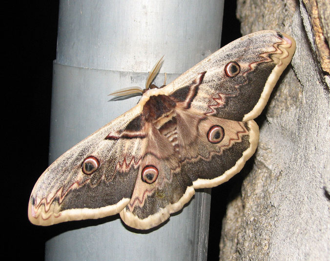 Saturnia pyri-1.jpg