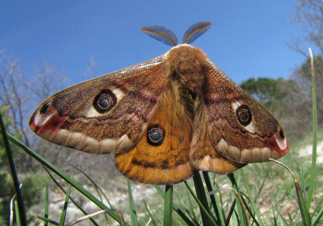 Saturnia pavonia.jpg
