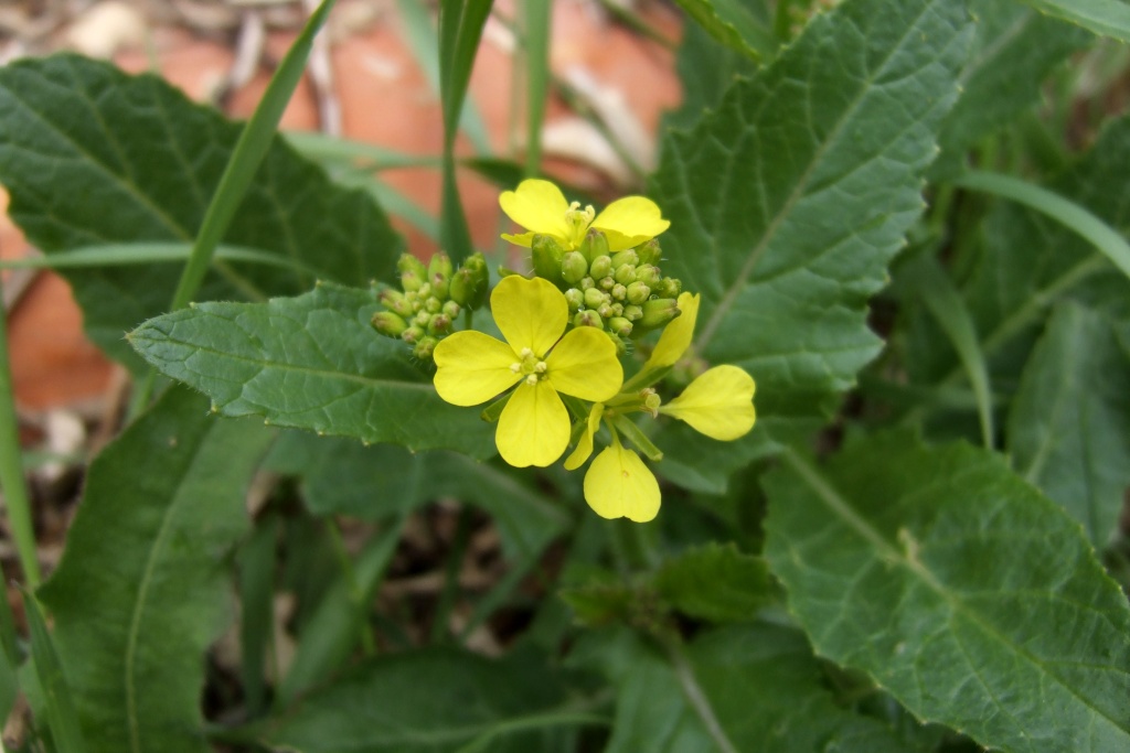 DSCF1667.JPG