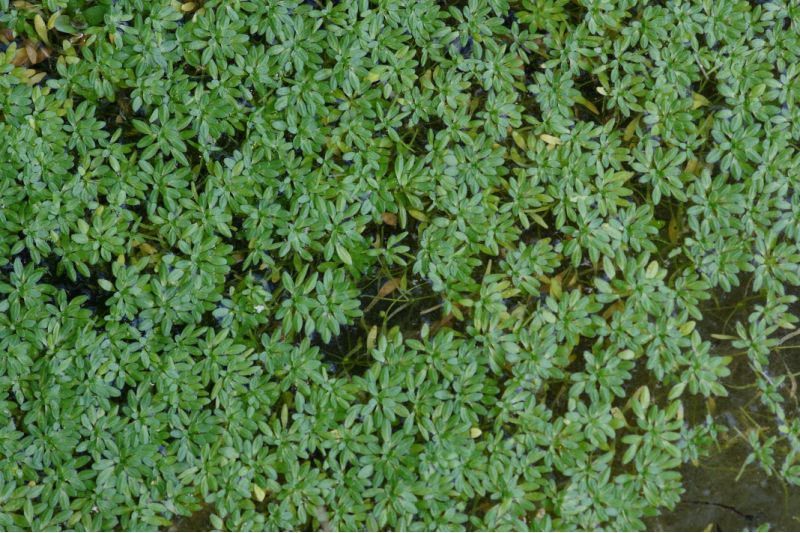 Callitriche brutia (2) [800x600].JPG