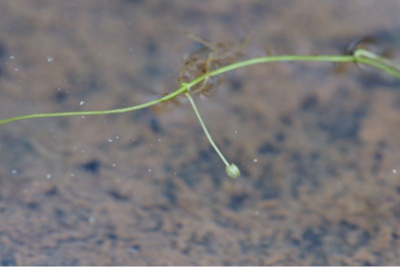 Callitriche brutia [800x600].JPG