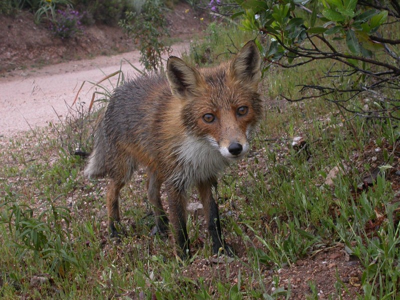 Copie de Vulpes vulpes 4.JPG