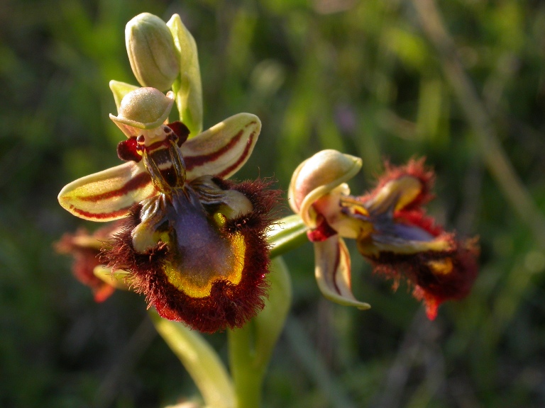 Copie de Ophrys ciliata fl.12.JPG