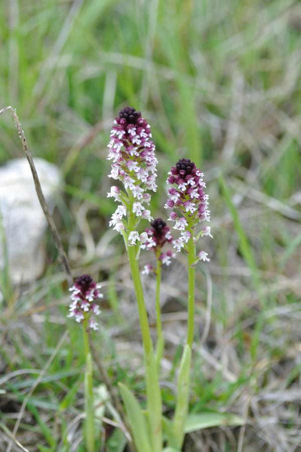 neotinea ustulata.jpg