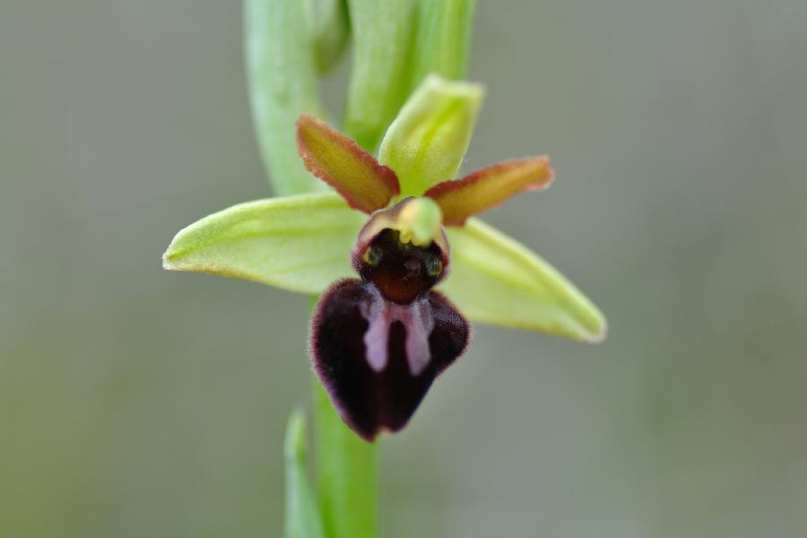 ophrys aranifera 2.jpg
