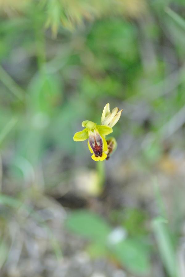 ophrys lutea.jpg